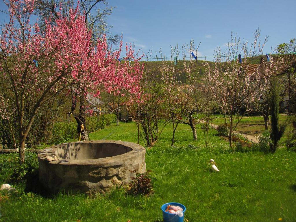 Pensiunea Sighisoara Bagian luar foto
